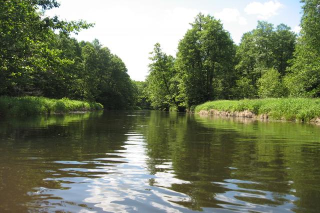 В верховьях реки преобладают ольховые леса