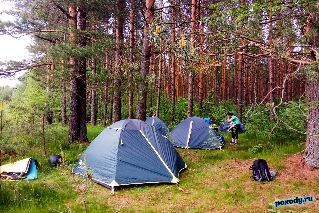 Палаточный лагерь разбит в сосновом лесу рядом с рекой Судогда.